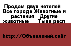 Продам двух нетелей - Все города Животные и растения » Другие животные   . Тыва респ.